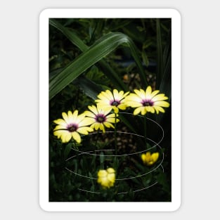 Yellow Cape Marguerite Daisy Geometric Sticker